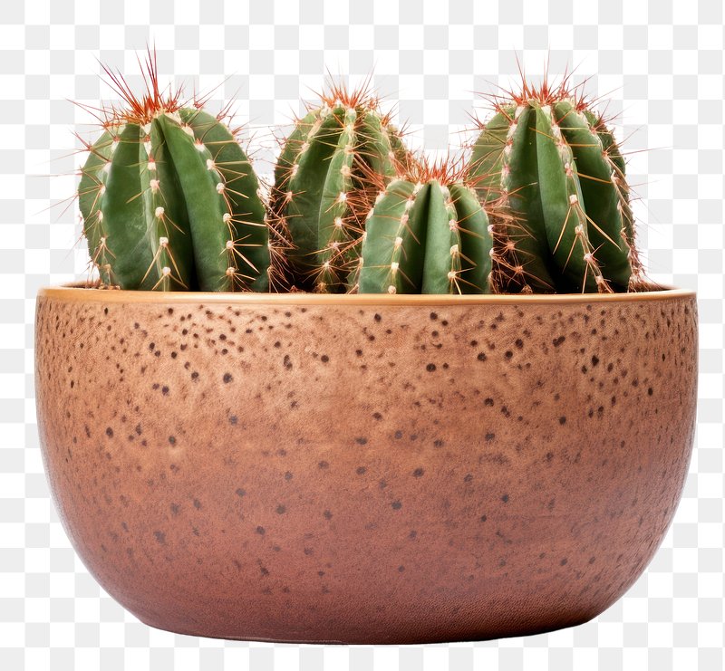 cactus and plant pots 9357097 PNG