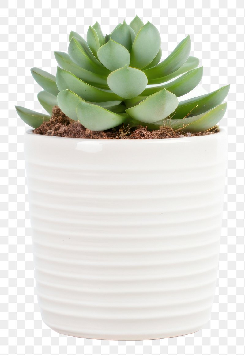 cactus and plant pots 9357097 PNG