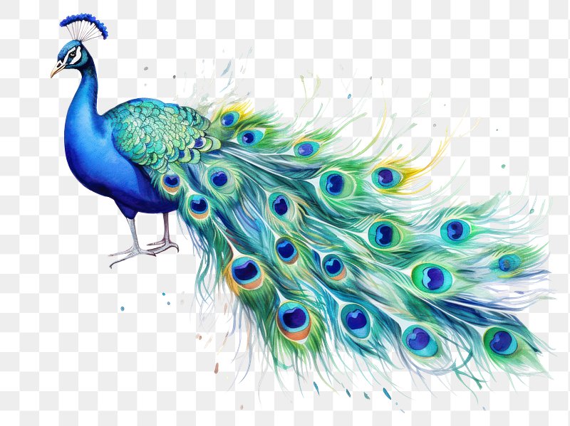 Drawing Peafowl Art, peacock, pencil, animals, vertebrate png | Klipartz
