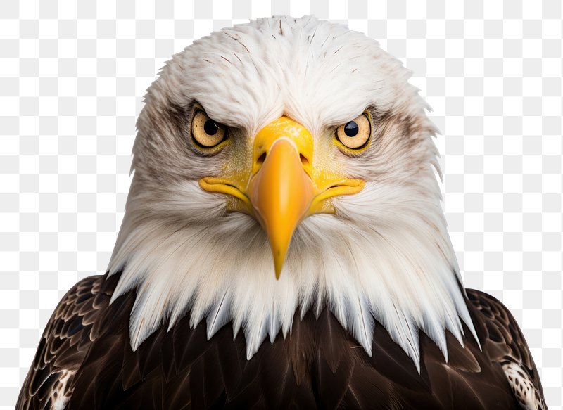 Eagle Eye Images  Free Photos, PNG Stickers, Wallpapers