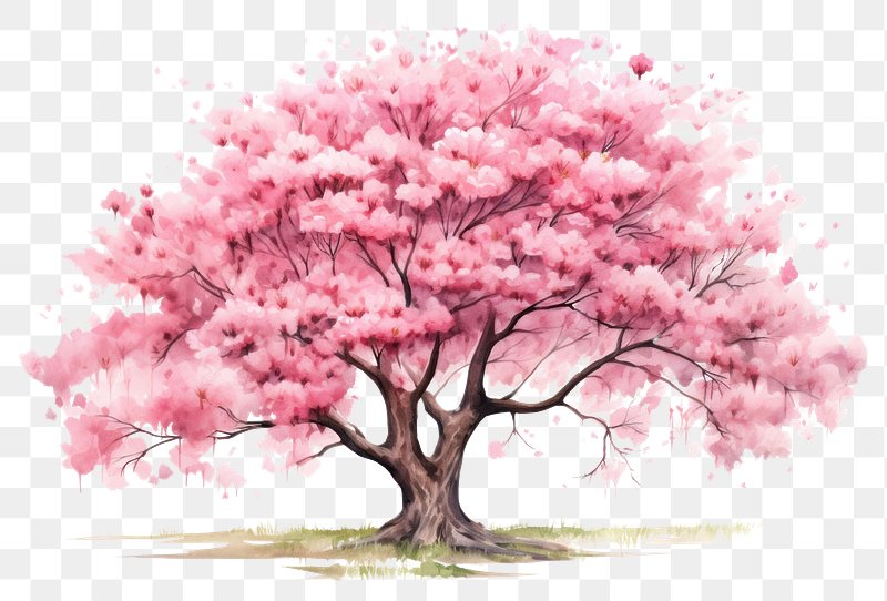 cherry blossom png