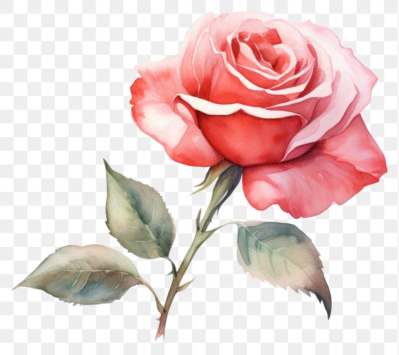 Watercolor Rose Images | Free Photos, PNG Stickers, Wallpapers ...