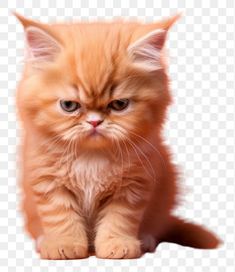 Premium AI Image  A cat with an angry expression on its face