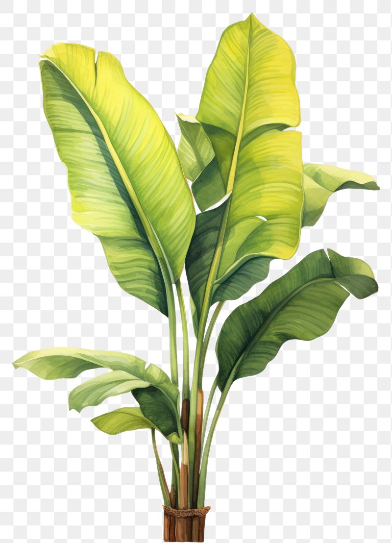 banana tree leaf template