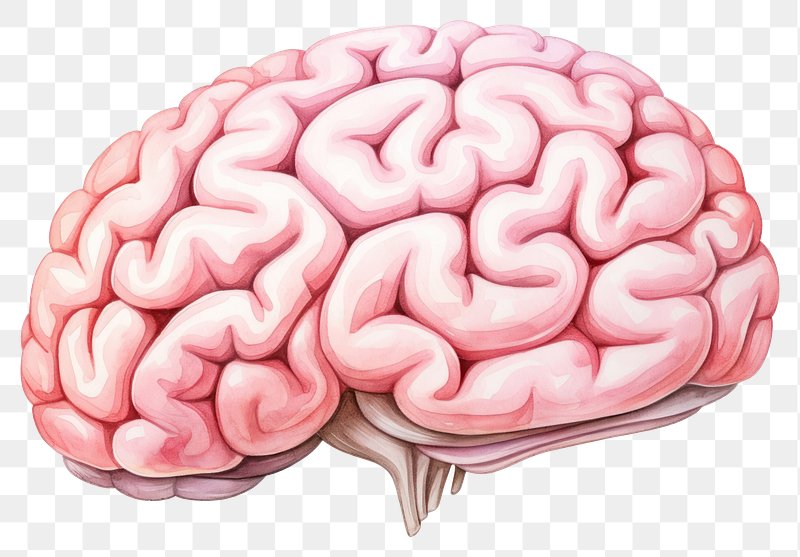 Brain Drawing Images | Free Photos, PNG Stickers, Wallpapers ...