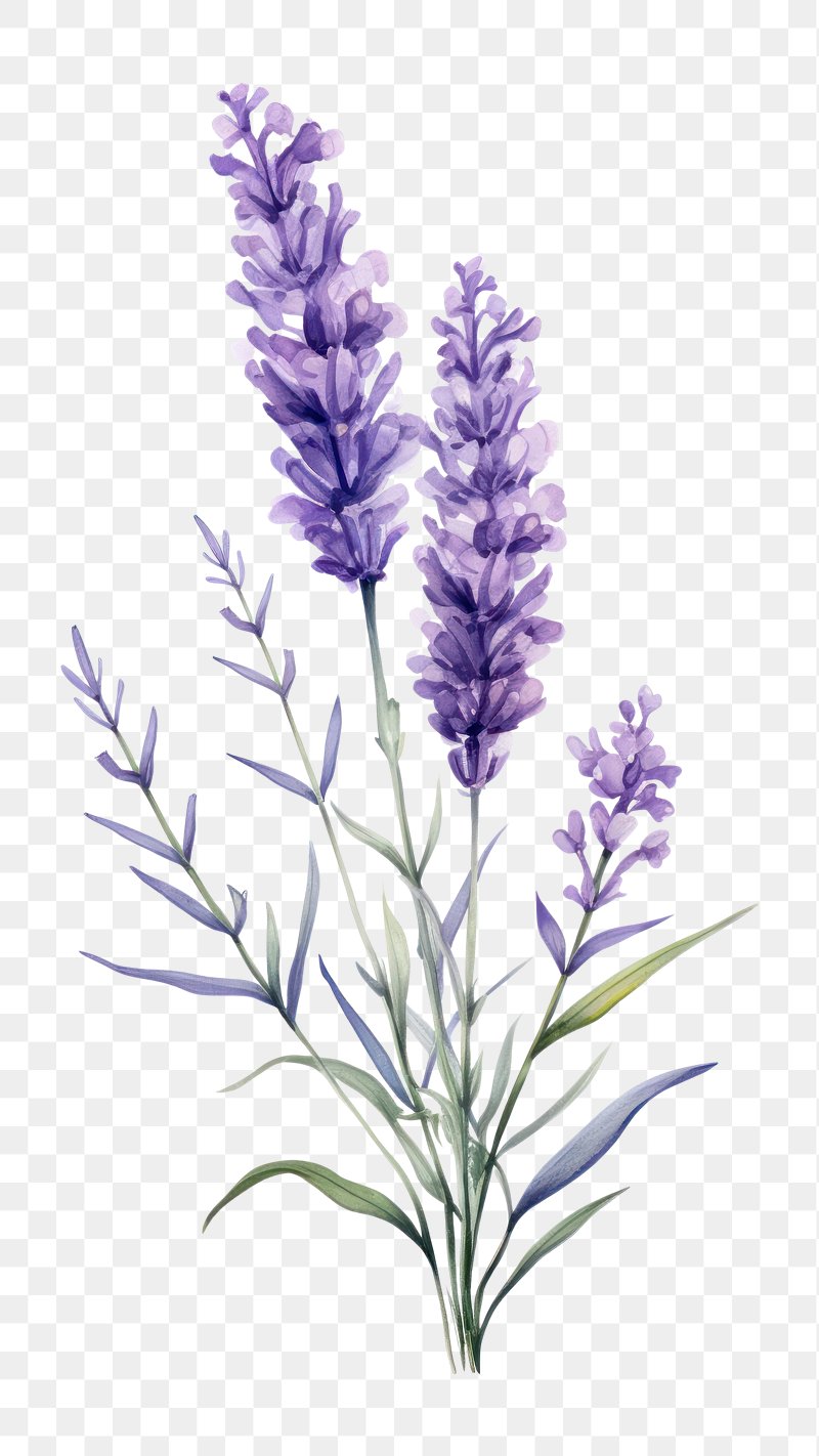 PNG Lavender blossom flower plant | Premium PNG - rawpixel
