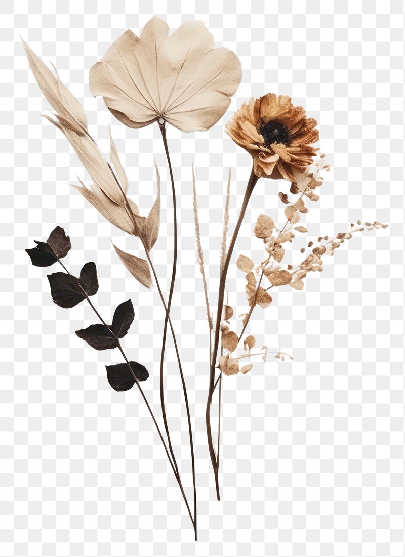 Illustration Dry Flowers