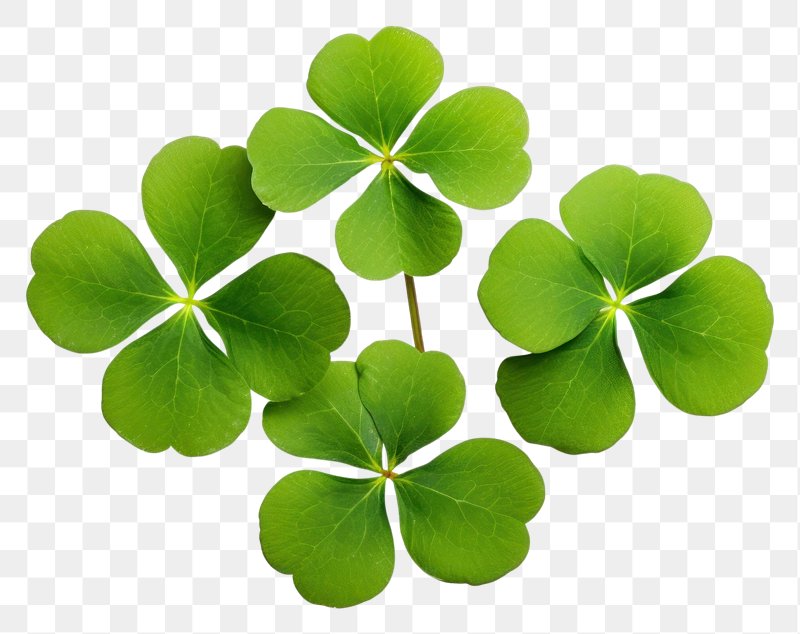 Four Leaf Clover Images  Free Photos, PNG Stickers, Wallpapers