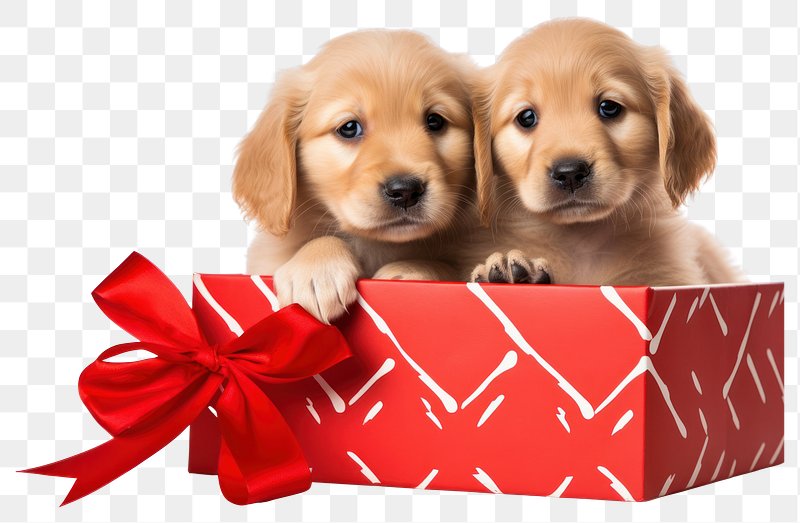 Puppy Presents