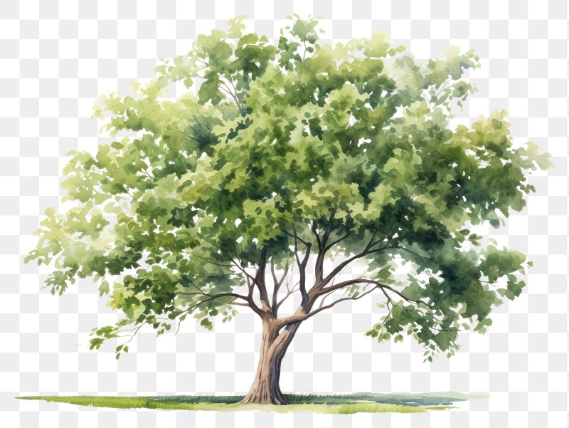 Tree PNG Images  Free PNG Vector Graphics, Effects & Backgrounds - rawpixel