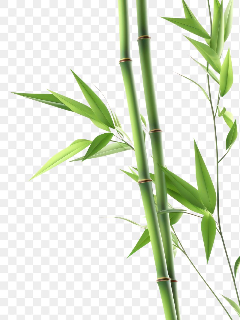 bamboo leaves png