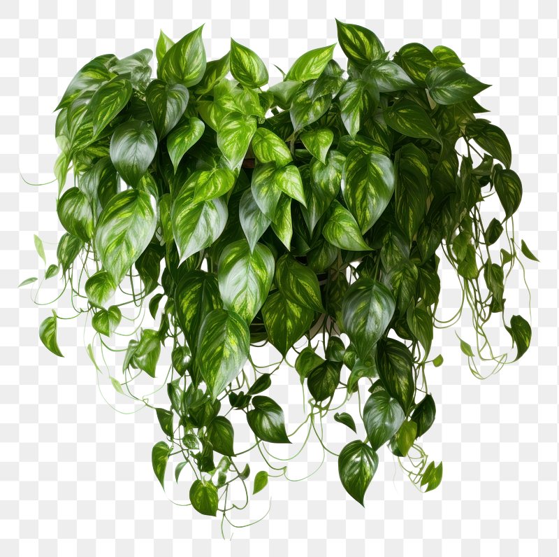 Ivy PNG Images | Free Photos, PNG Stickers, Wallpapers & Backgrounds ...