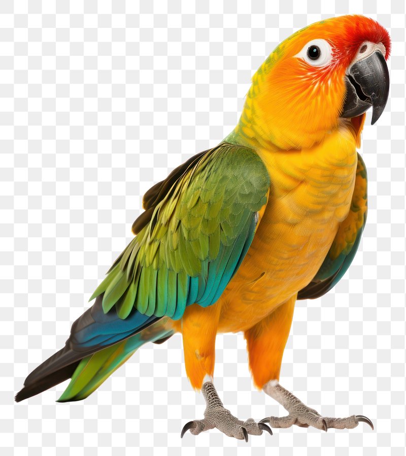 Parrot Images  Free HD Backgrounds, PNGs, Vectors & Illustrations -  rawpixel