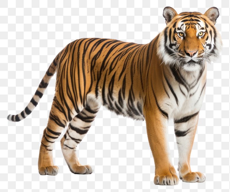 Wild bengal tiger nature mammal cartoon animal Vector Image