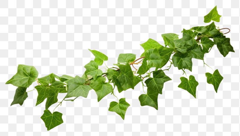 Ivy Leaf Clipart Vector, Green Leaf Ivy Clipart, Ivy Clipart, Leaf, Plant  PNG Image For Free Download
