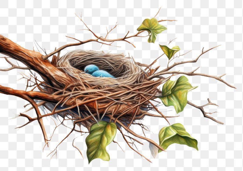 Simple Bird 🕊Nest drawing/Easy Bird painting step by step/how to draw Nest  and bird - YouTube