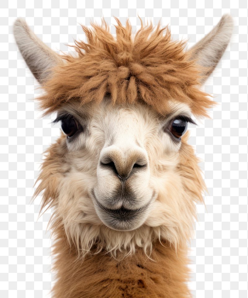 Alpaca, Isolated, Animal, Nature, Mammal - Lama Face, HD Png Download -  960x640(#888659) - PngFind