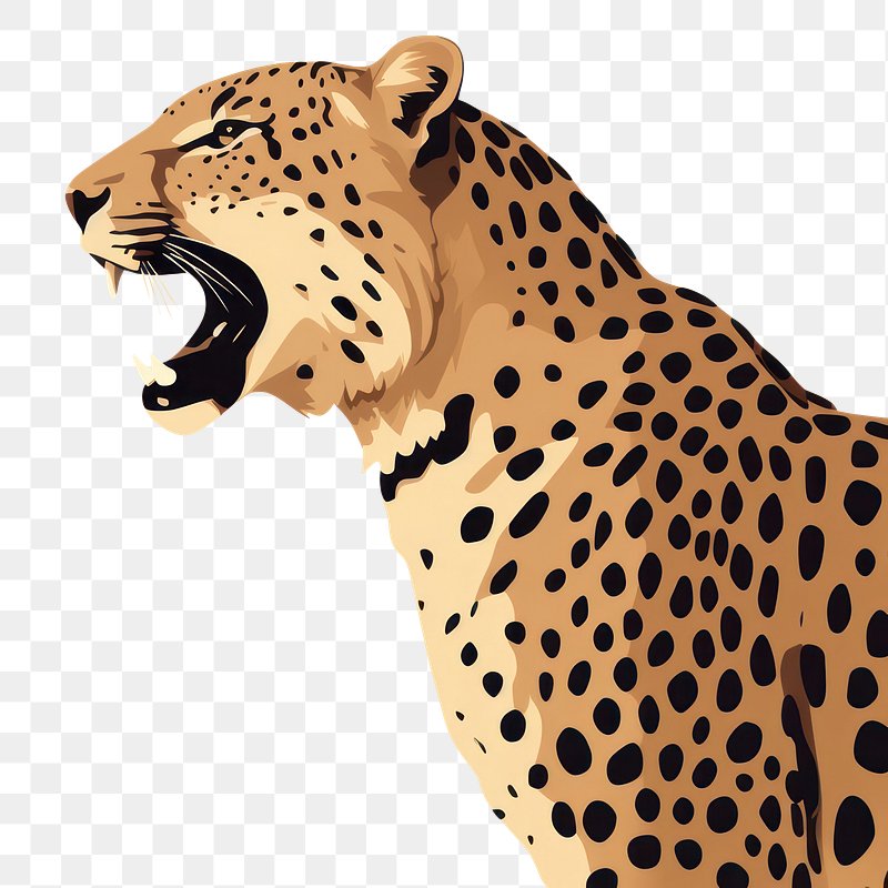 Roaring leopard wildlife cheetah drawing.