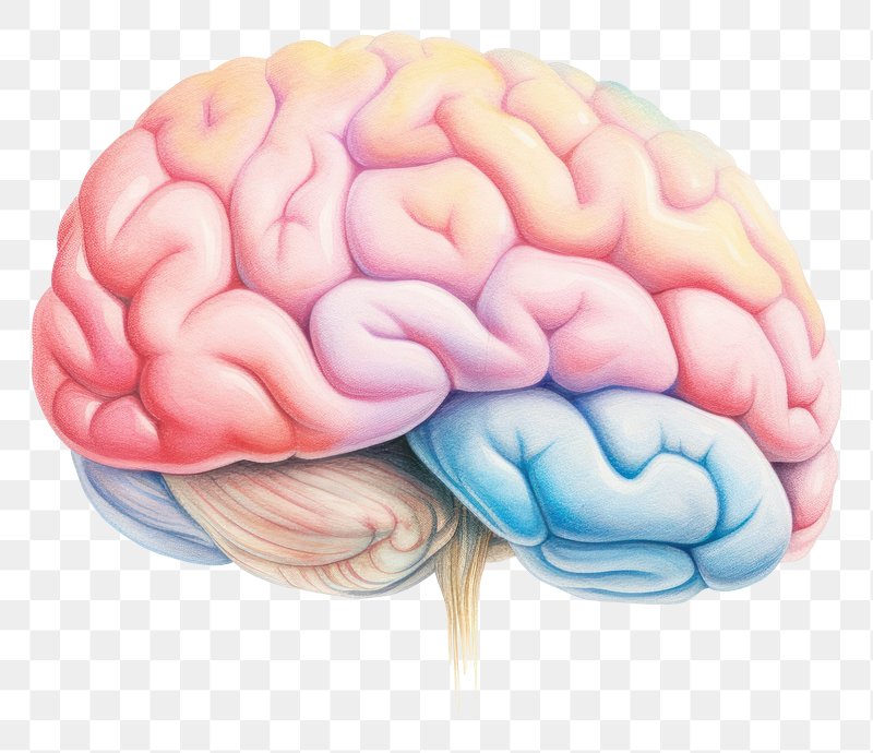 Draw a well labelled diagram of the human brain.