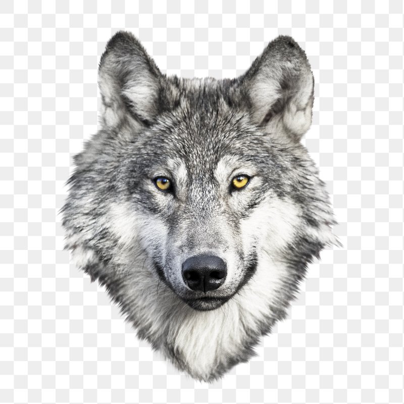 Wolf Face PNG Images  Free Photos, PNG Stickers, Wallpapers