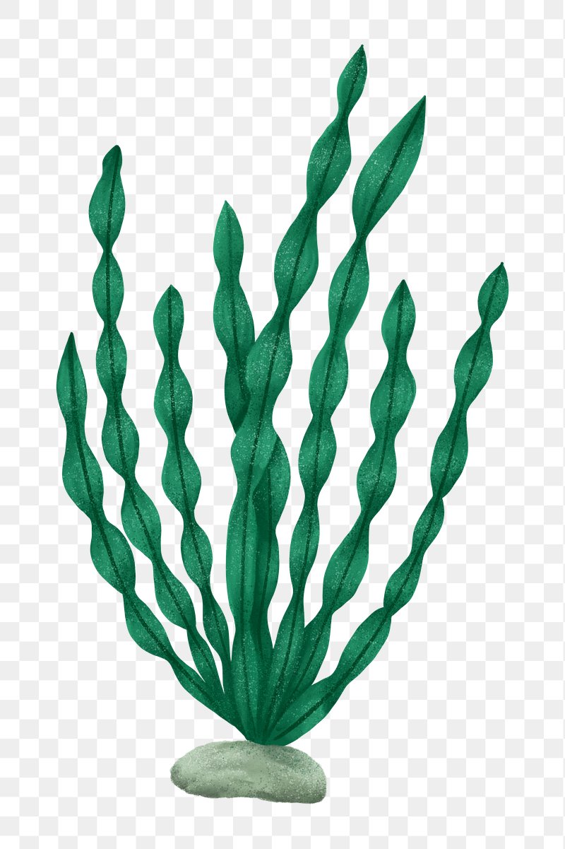 Green Seaweed PNG Image, Green Seaweed Material Elements, Seaweed Clipart,  Green, Seaweed PNG Image For Free Download