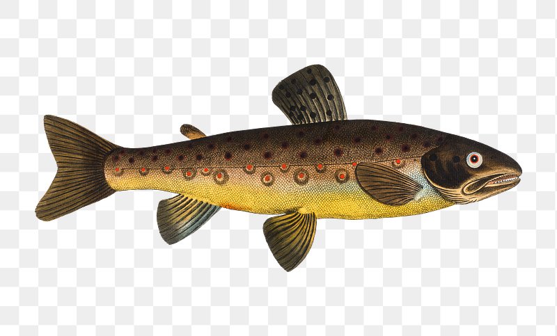 Trout Fishing Clip Art Png Rainbow Brown Transparent Background