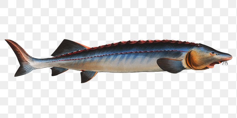 Illustration of sturgeon fish hi-res stock photography and images