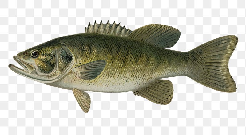 Fish Bass Images  Free Photos, PNG Stickers, Wallpapers