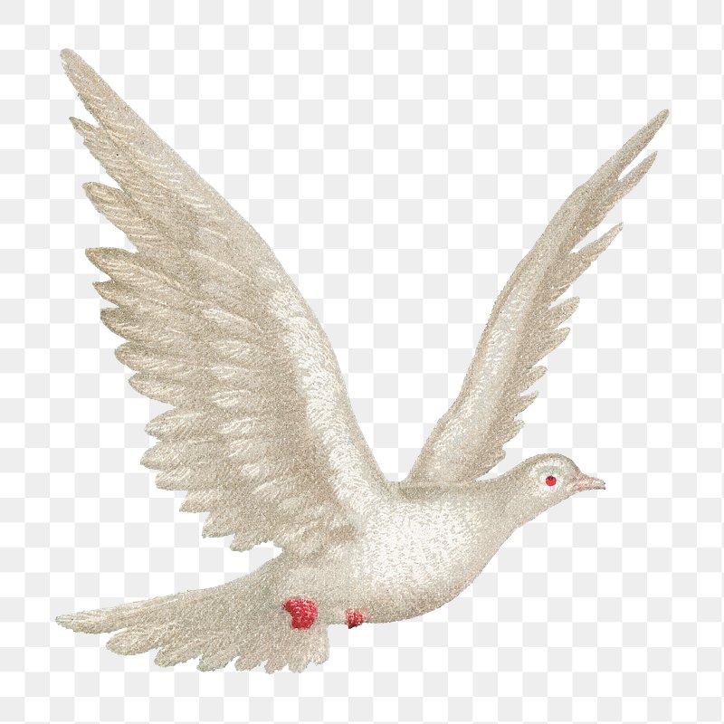 white dove holy spirit png
