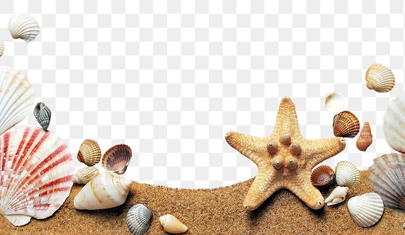 Premium AI Image  A photo of a spiral seashell ocean shore backdrop