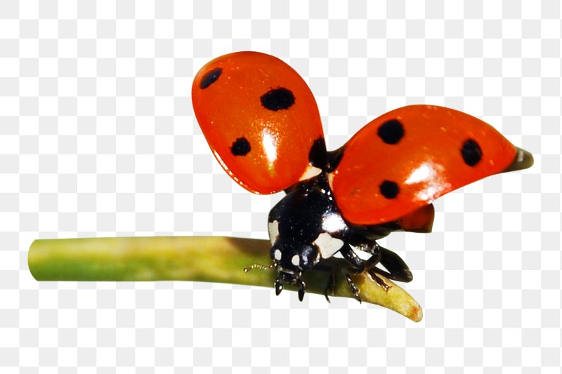 Ladybug in Outdoor Lights PNG Images & PSDs for Download