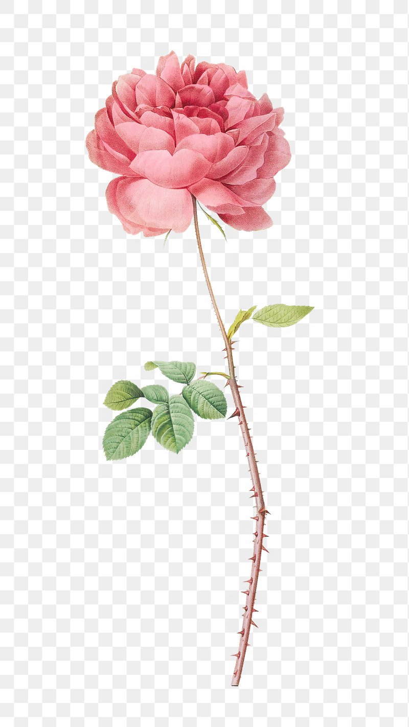 PNG vintage blooming Cumberland rose, | Premium PNG - rawpixel