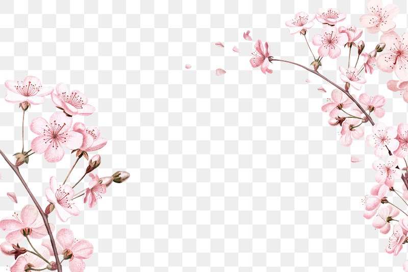 Sakura PNG Images  Free Photos, PNG Stickers, Wallpapers & Backgrounds -  rawpixel