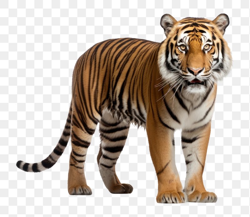 Download Tiger, Royal Bengal Tiger, Tiger Face. Royalty-Free Stock  Illustration Image - Pixabay