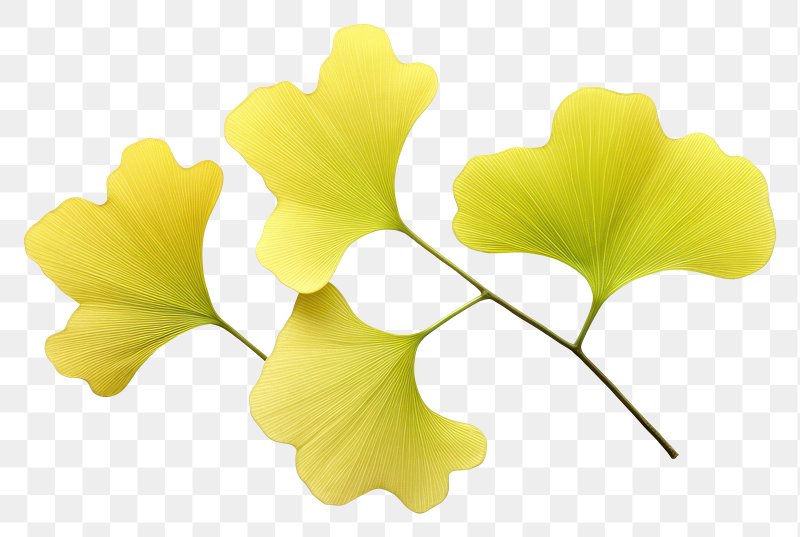 Ginko Images  Free Photos, PNG Stickers, Wallpapers & Backgrounds -  rawpixel