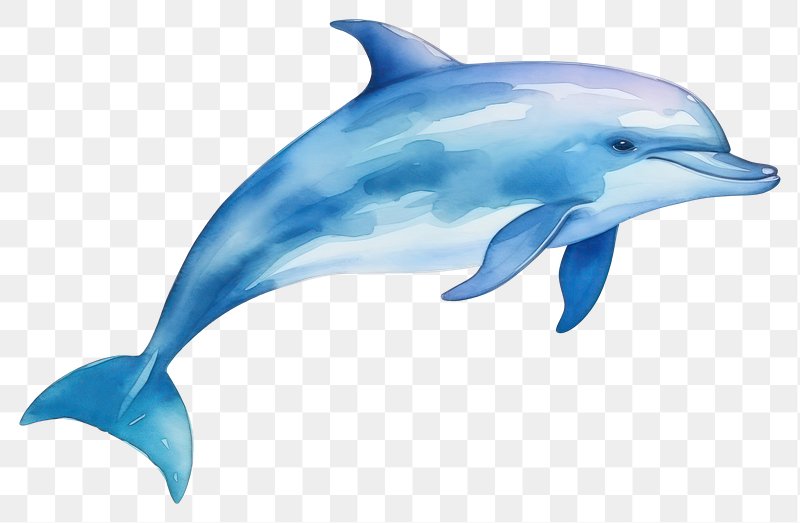 Instructions for drawing dolphin step Royalty Free Vector
