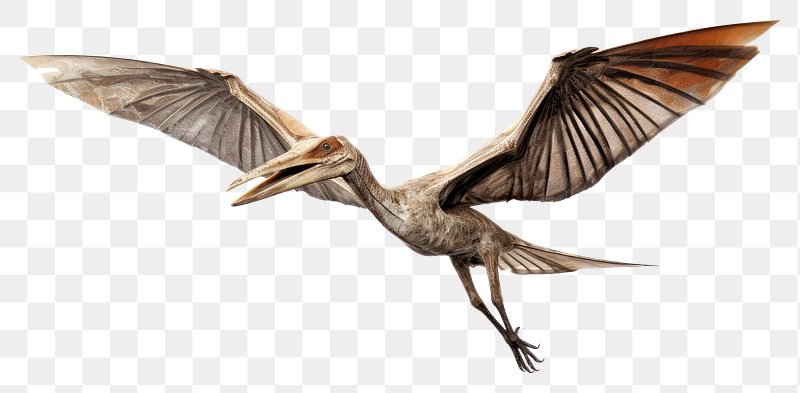 Pterosaurs png images