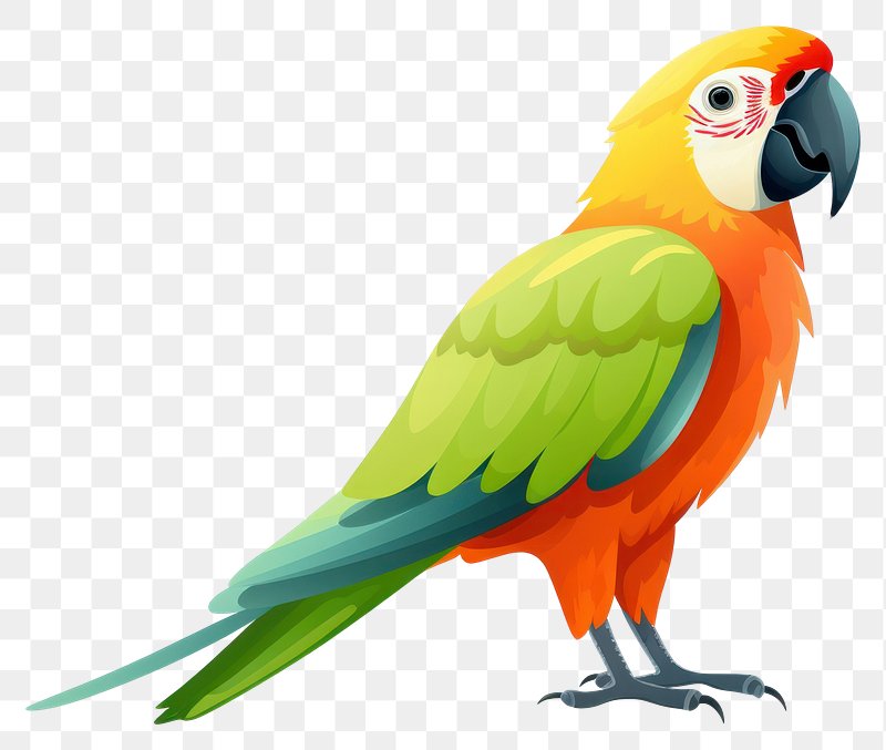 Parrot Images  Free HD Backgrounds, PNGs, Vectors & Illustrations -  rawpixel