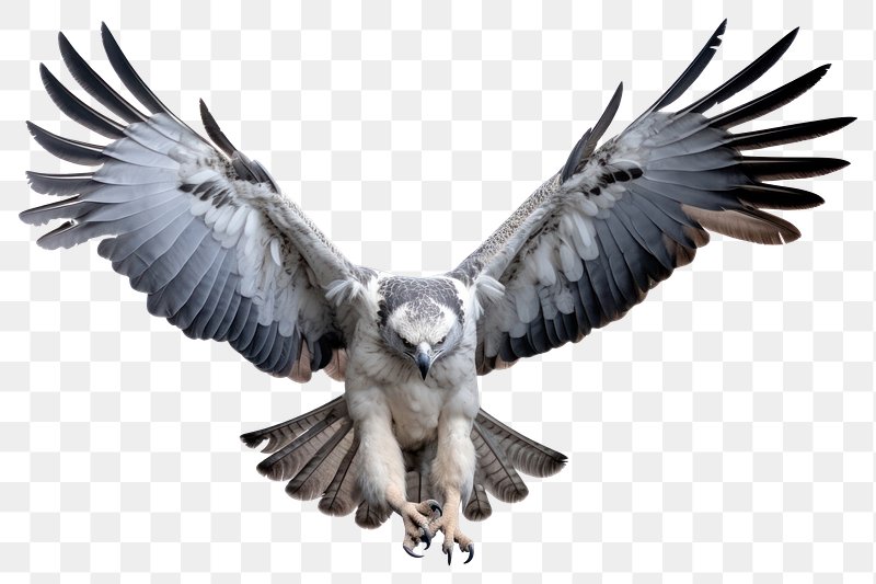 Harpy Eagle Images  Free Photos, PNG Stickers, Wallpapers
