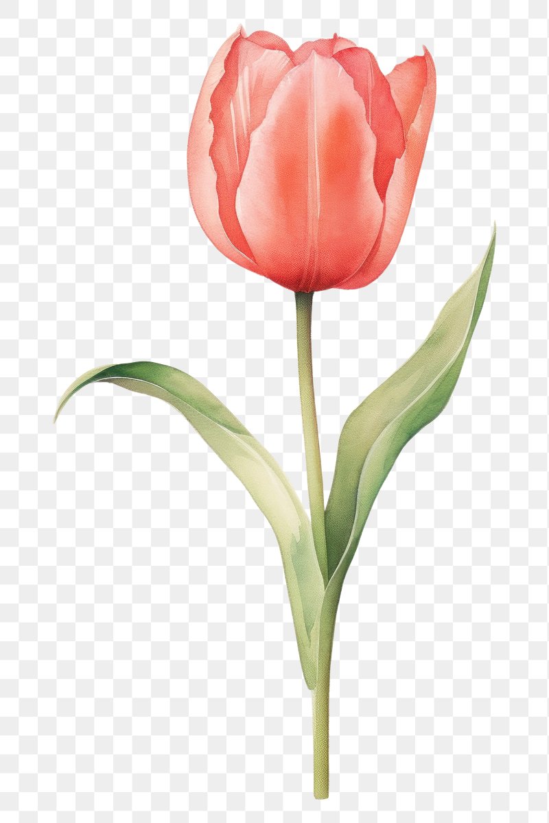 PNG Tulip flowers illustration plant | Free PNG - rawpixel