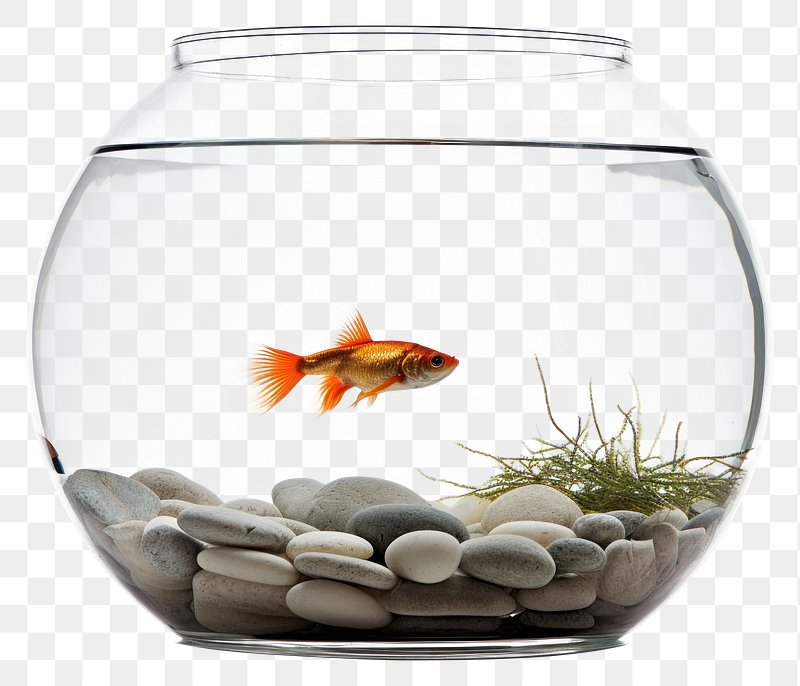 Fish Bowl Images  Free Photos, PNG Stickers, Wallpapers