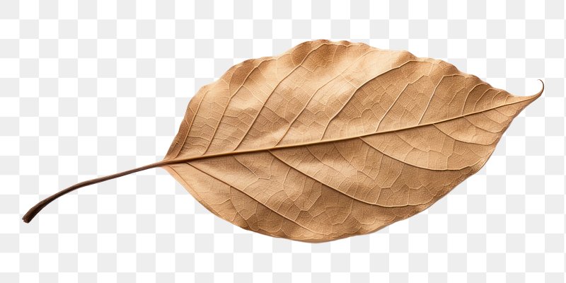 Collection of dried leaves isolated on transparent background. ai generated  26553180 PNG