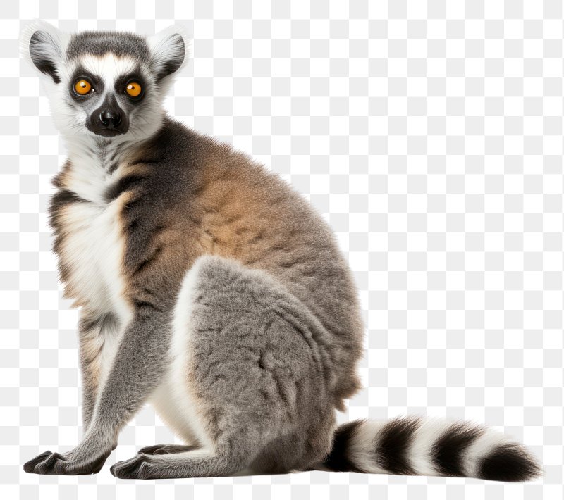 Madagascar Ring Tailed Lemur Svg Design