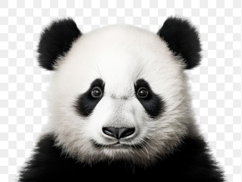 Scary Face PNG Picture, Scary Panda Face Cavector, Bear Black And White,  Baby, Animal PNG Image For Free Download