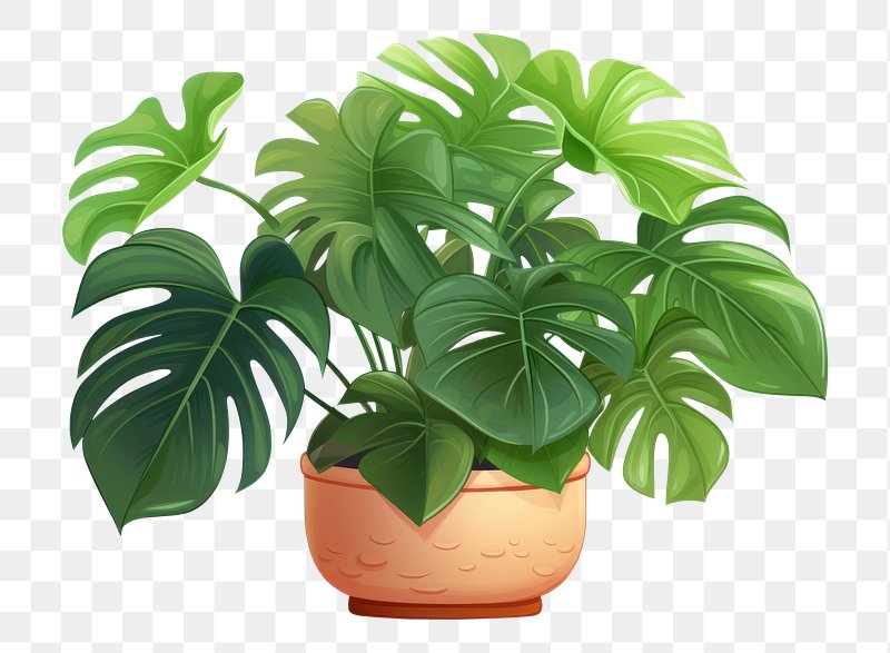 Monstera PNG Images | Free PNG Vector Graphics, Effects & Backgrounds ...
