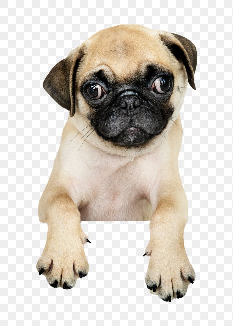 Pug Images | Free Photos, PNG Stickers, Wallpapers & Backgrounds - rawpixel