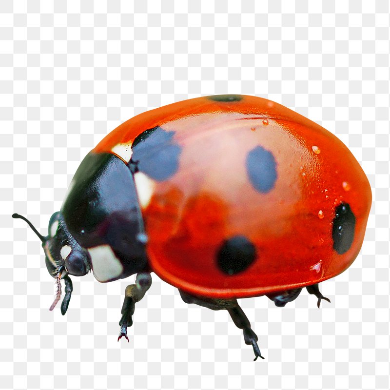 real ladybugs png