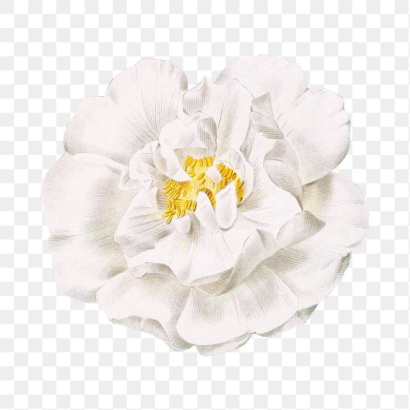 CHANEL, 2 Authentic White Camellia Flower Sticker