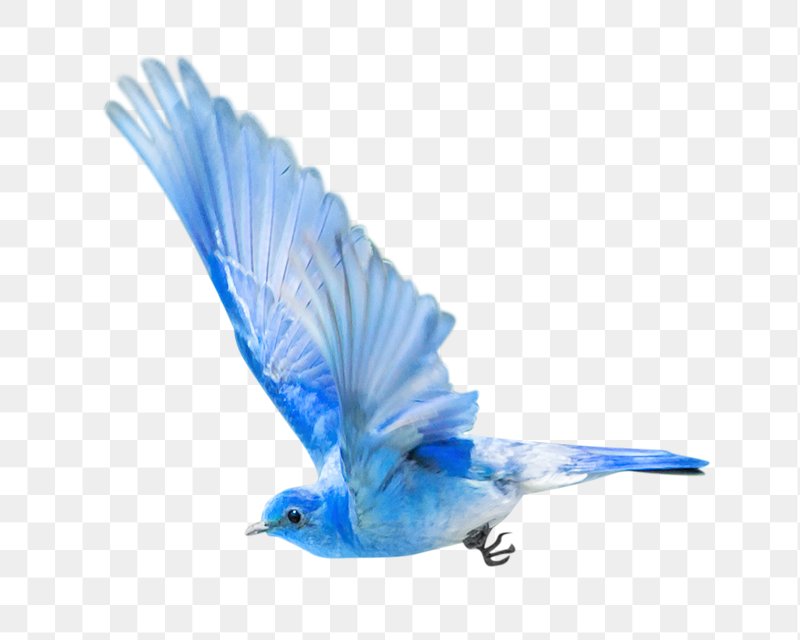 flying blue bird clip art