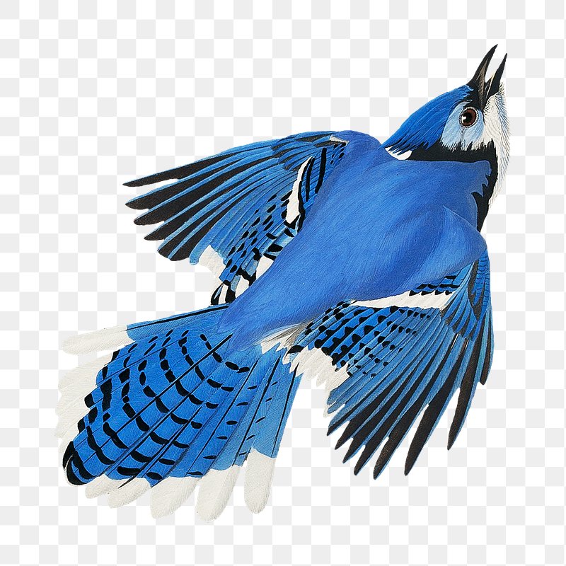 Premium AI Image  A black and white drawing of a bird with a blue jay on  it.